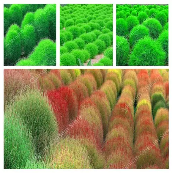New Arrival !Colorful Grass Bonsa Perennial Burning Bush Kochia Scoparia Grass 200 pcs Ornamental Flower for Home & Garden
New Arrival !Colorful Grass Bonsa Perennial Burning Bush Kochia Scoparia Grass 200 pcs Ornamental Flower for Home & Garden