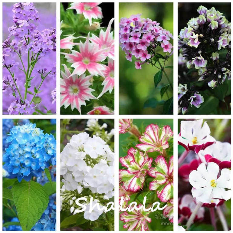 Mixed Phlox Bonsai Flower Plants Phlox Flower Phlox Drummondii So Rare Beauty Your Garden 200pcs
Mixed Phlox Bonsai Flower Plants Phlox Flower Phlox Drummondii So Rare Beauty Your Garden 200pcs