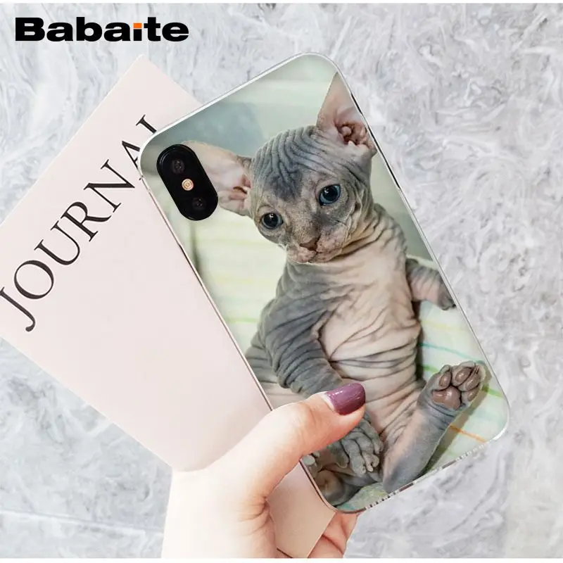 sphynx cat