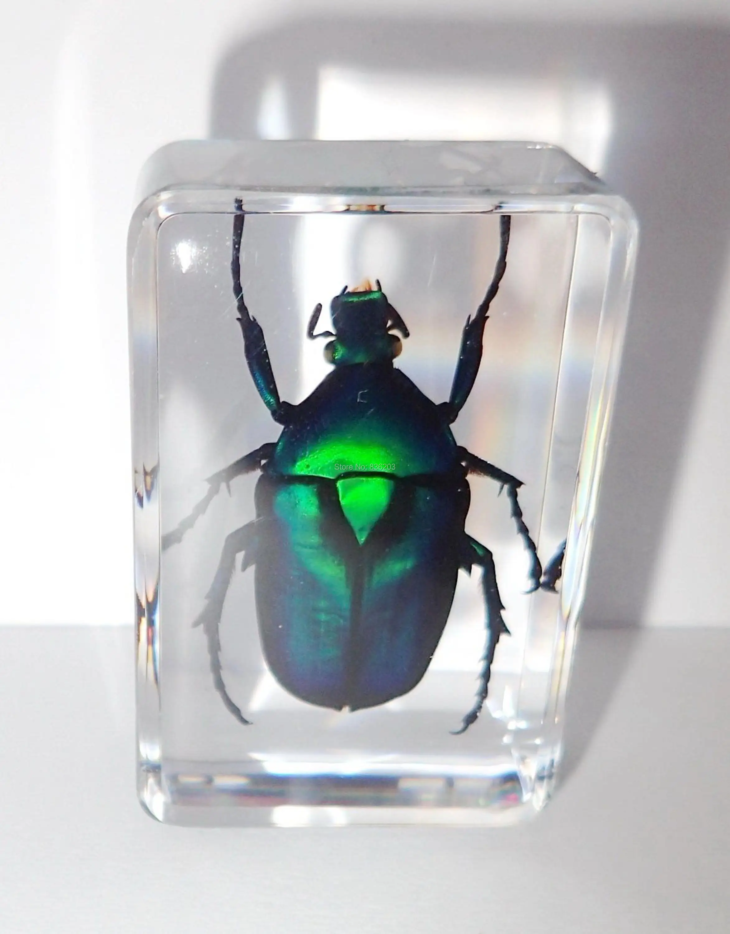 Specimen Black Stripe Green Rose Chafer Scientific skeleton anatomy anatomical traumatic gun buy medical instruments condoms
Specimen Black Stripe Green Rose Chafer Scientific skeleton anatomy anatomical traumatic gun buy medical instruments condoms