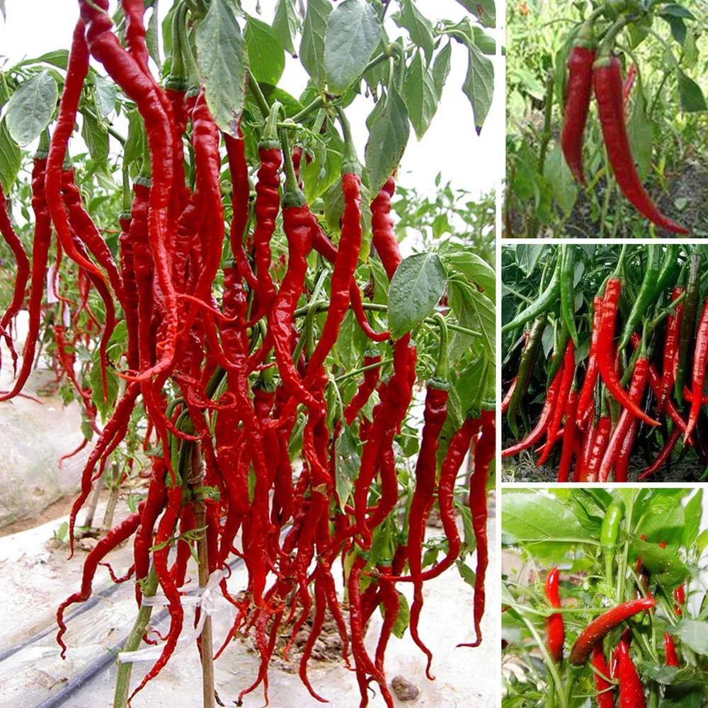 

100pcs/bag Giant Spices Spicy Red Chili Hot Pepper Plants Garden Supplies long red pepper vegetables garden plant