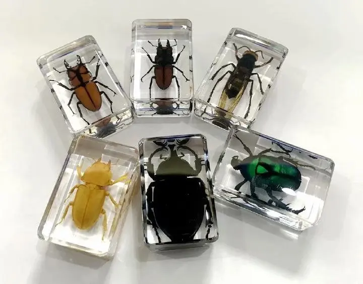 FREE SHIPPING yqtdmy 6 pcs Vintage Mixed Specimen Acrylic Resin Embedded Insects
FREE SHIPPING yqtdmy 6 pcs Vintage Mixed Specimen Acrylic Resin Embedded Insects