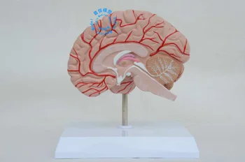 Teaching Model of The Human Brain Right Brain Model of Human with Cranial Nerve Anatomy Models for Medical Science Teaching
Teaching Model of The Human Brain Right Brain Model of Human with Cranial Nerve Anatomy Models for Medical Science Teaching