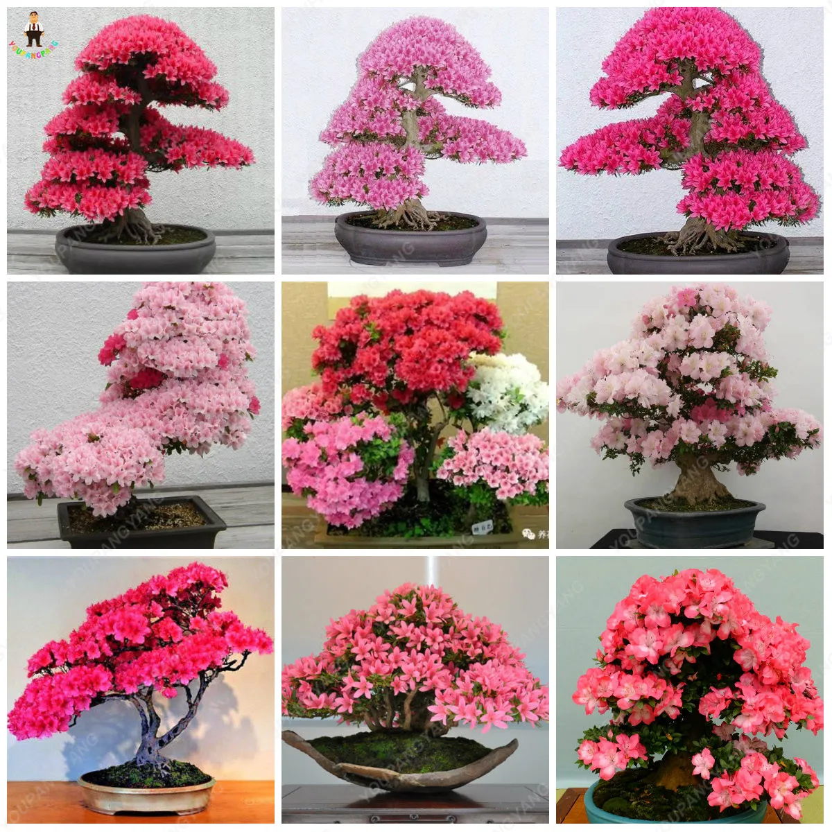 10pcs japanese sakura bonsai oriental cherry blossom plants for home garden decoration
10pcs japanese sakura bonsai oriental cherry blossom plants for home garden decoration