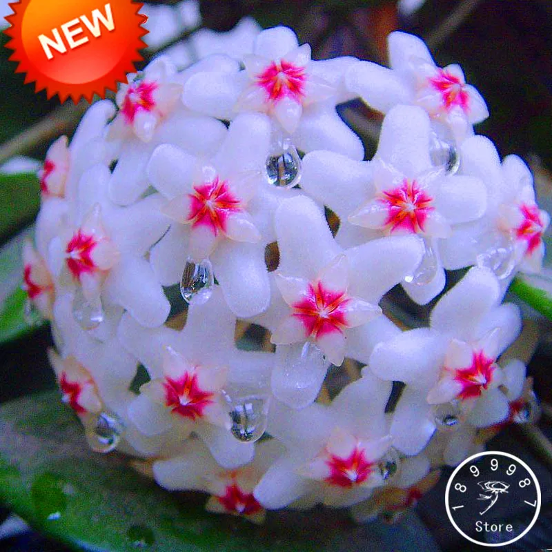 Best-Selling!Hoya Bonsai,Potted Hoya Carnosa Flower flores Garden Plants Perennial Planting Orchid Plantas 100 PCS/Pack,#CIA2P0
Best-Selling!Hoya Bonsai,Potted Hoya Carnosa Flower flores Garden Plants Perennial Planting Orchid Plantas 100 PCS/Pack,#CIA2P0