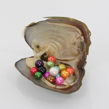 10pcs Twins 3A Round Pearls in Freshwater Oyster 6-7mm Mix Color Christmas Gift Double Akoya Pearls in Oyster FP381
10pcs Twins 3A Round Pearls in Freshwater Oyster 6-7mm Mix Color Christmas Gift Double Akoya Pearls in Oyster FP381
