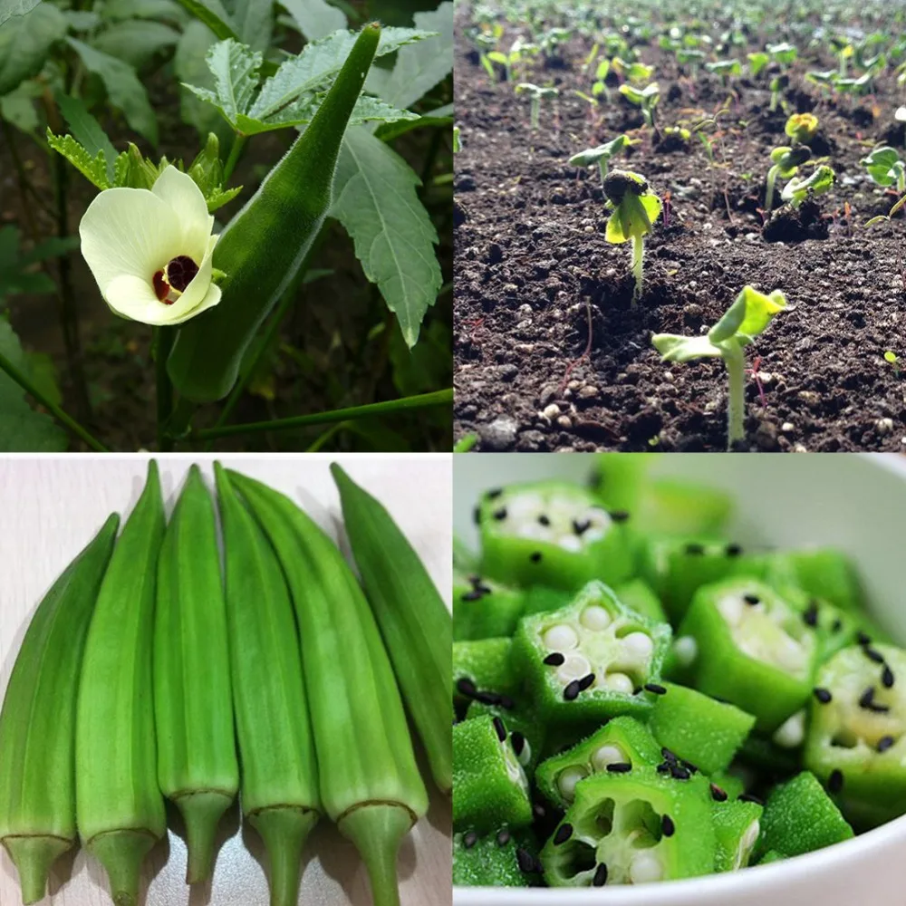 New Arrival Organic 20pcs Okra bonsais Non GMO Good For Kidney Garden Supplies For Fun Countryside Garden
New Arrival Organic 20pcs Okra bonsais Non GMO Good For Kidney Garden Supplies For Fun Countryside Garden