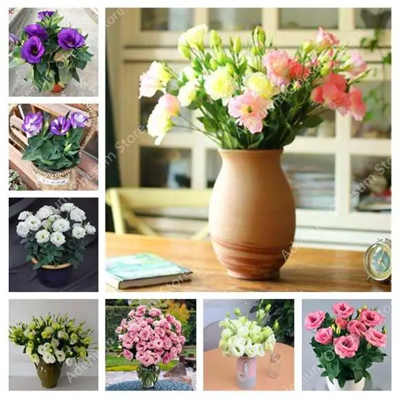 2019 hot sale!Dwarf Eustoma bonsais Spring Sowing Autumn bonsais Indoor Flowers Balcony Potted 100pcs wedding decoration
2019 hot sale!Dwarf Eustoma bonsais Spring Sowing Autumn bonsais Indoor Flowers Balcony Potted 100pcs wedding decoration