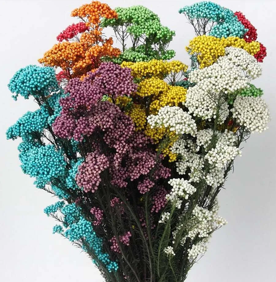 10 Bundles Ozothamnus Diosmifolius Preserved Flower For Wedding Party Home Decoration DIY Bouquet Project Accessory
10 Bundles Ozothamnus Diosmifolius Preserved Flower For Wedding Party Home Decoration DIY Bouquet Project Accessory
