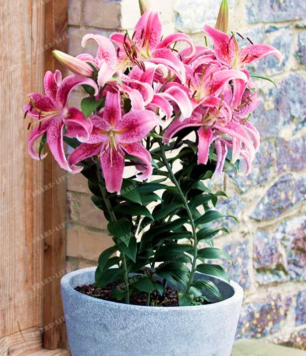 2 Bulbs 100% True Color Mixing Lily Bulbs Flower Indoor Plant Radiation Absorption Natural Growth Bonsai Flower
2 Bulbs 100% True Color Mixing Lily Bulbs Flower Indoor Plant Radiation Absorption Natural Growth Bonsai Flower