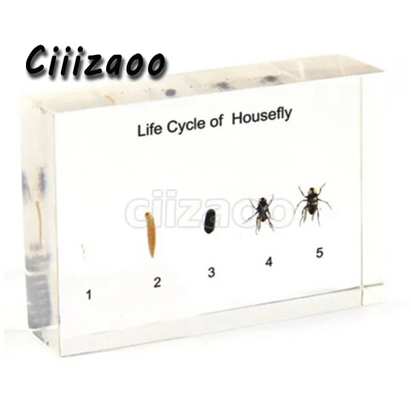 Life Cycle of Housefly specimen paperweight Taxidermy Collection embedded In Clear Lucite Block Embedding Specimen
Life Cycle of Housefly specimen paperweight Taxidermy Collection embedded In Clear Lucite Block Embedding Specimen