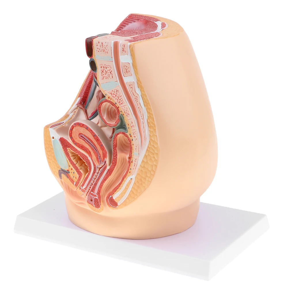 Median Sagittal Section 1:1 Human Female Pelvic & Abdominal Cavity Structure Model Pelvic Muscles Medical Study Lab Supplies
