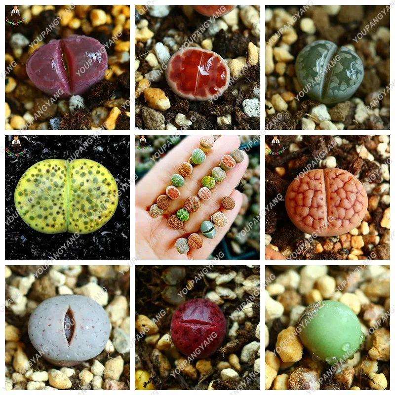 120pcs/bag rare succulent planter bonsai mix lithops bonsai Pseudotruncatella Living Stone bonsai garden succulents-plants pot
120pcs/bag rare succulent planter bonsai mix lithops bonsai Pseudotruncatella Living Stone bonsai garden succulents-plants pot