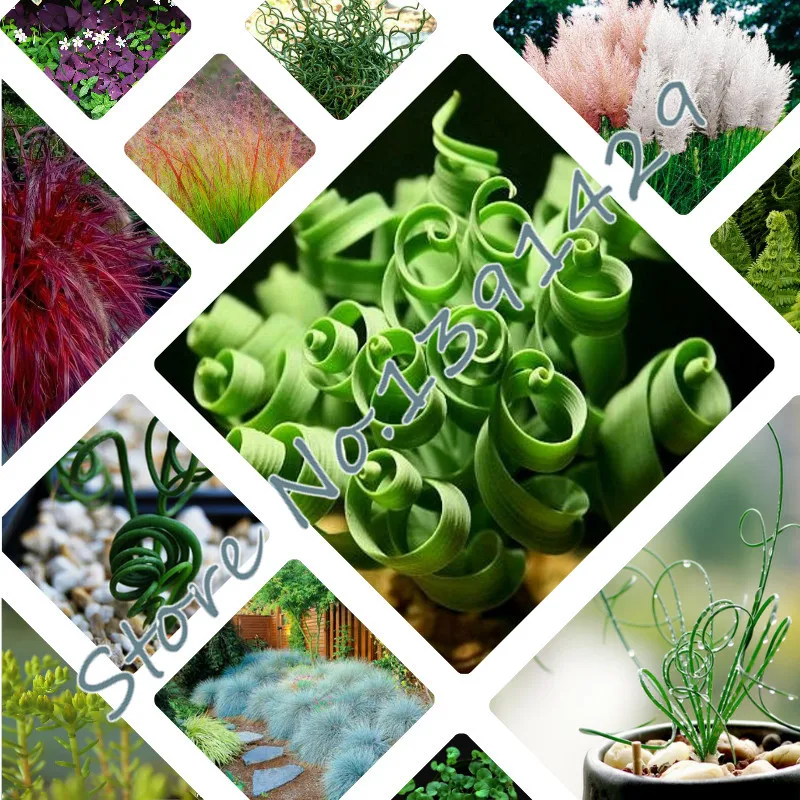 Image Grass seeds 500 pcs 7 kinds perennial lawn grass seed succulent plant bonsai herb pampass seeds for garden DIY free shipping