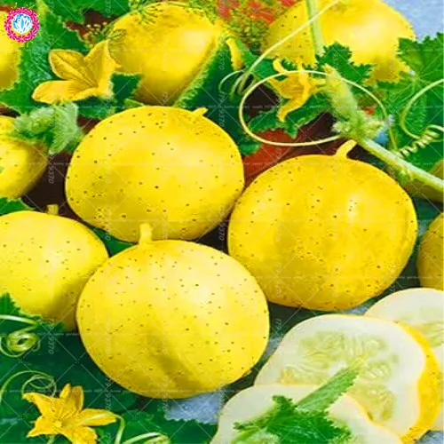 100pcs bonsai Lemon cucumber Organic Non-GMO fruit and vegetables plants Cucumis sativus Climbing herbs Delicious ingredients
100pcs bonsai Lemon cucumber Organic Non-GMO fruit and vegetables plants Cucumis sativus Climbing herbs Delicious ingredients