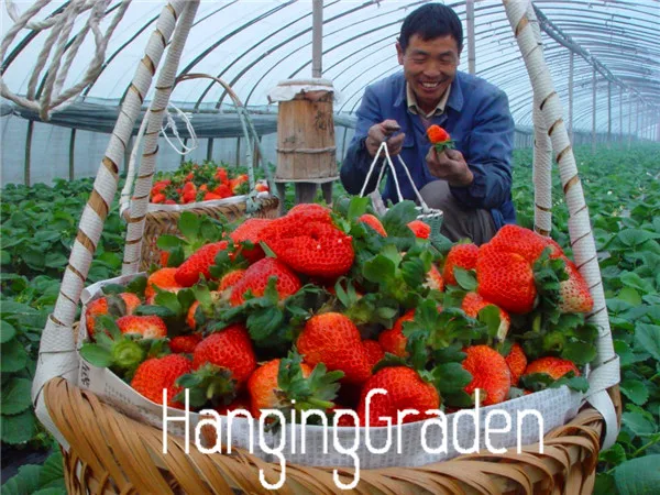 Sweet big strawberry garden edible fruit plant vegetable flores balcony bonsai webcasts four seasons - 500 pcs,#V09D24
Sweet big strawberry garden edible fruit plant vegetable flores balcony bonsai webcasts four seasons - 500 pcs,#V09D24