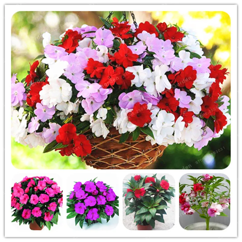 

Garden Balsam Bonsai White Pink Red Purple Impatiens Balsamina Bonsai Flower BonsaiFor Home Garden Plants 100 PCS/Bag