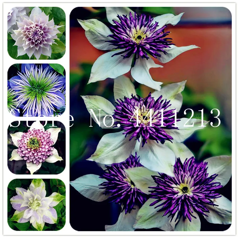 Hot Selling 100 pcs/lot Mix Beautiful Clematis Bonsai, Ornamental Plants, Bonsai Balcony Flower For Home DIY Garden Planting
Hot Selling 100 pcs/lot Mix Beautiful Clematis Bonsai, Ornamental Plants, Bonsai Balcony Flower For Home DIY Garden Planting