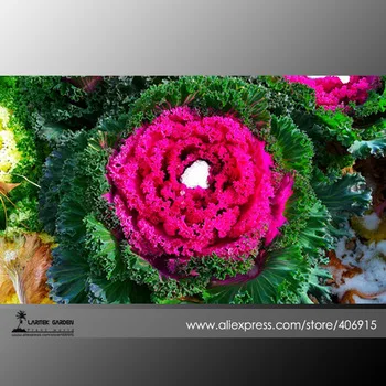 Brassica Oleracea Red White Ornamental Kale Mixed Seeds, Original Pack, 50 Seeds / Pack A109