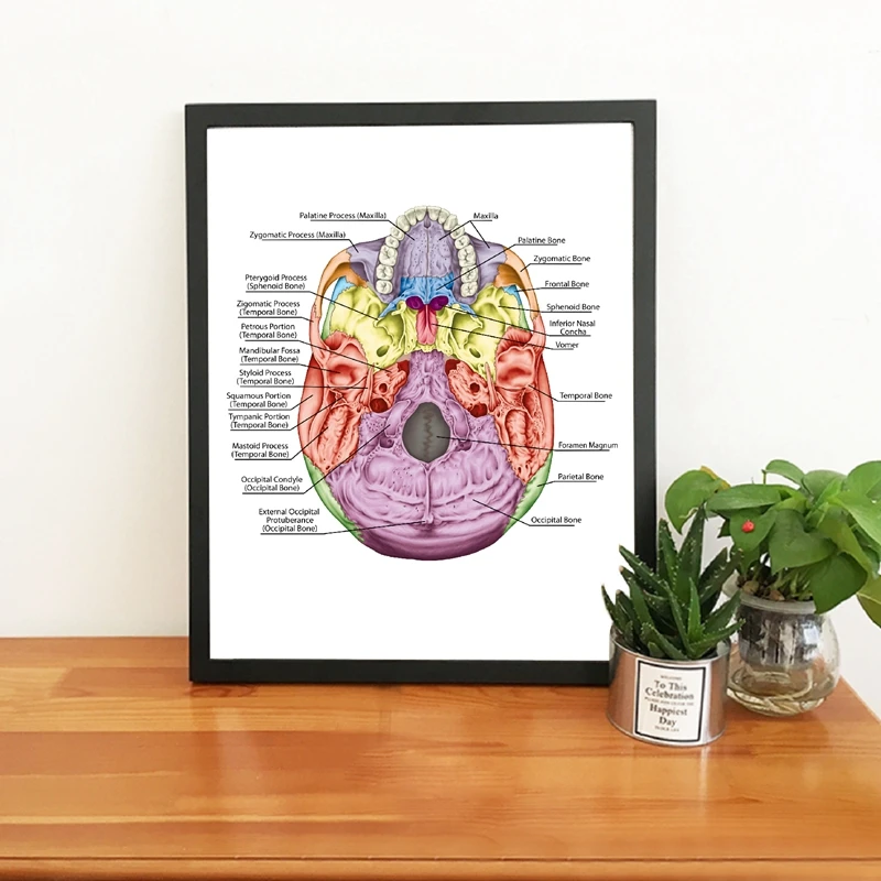 the bones of the head print