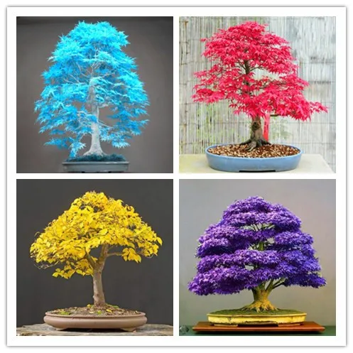30 /pcs Maple tree Bonsa bonsai blue maple tree japanese maple Bonsa plants DIY for home garden and Balcony Easy to Grow
30 /pcs Maple tree Bonsa bonsai blue maple tree japanese maple Bonsa plants DIY for home garden and Balcony Easy to Grow