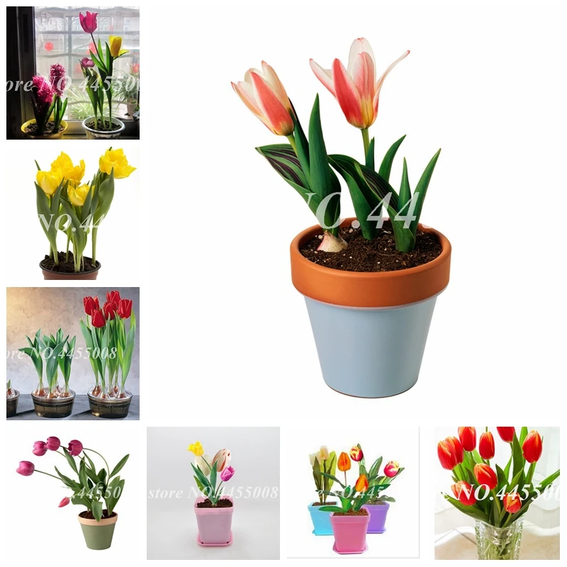 100 Pcs Bonsai Tulip Flower Blooming Outdoor & Indoor Tulipanes Flore Plant For Garden Plants (Not Tulip Bulbs )Symbolizes Love
100 Pcs Bonsai Tulip Flower Blooming Outdoor & Indoor Tulipanes Flore Plant For Garden Plants (Not Tulip Bulbs )Symbolizes Love