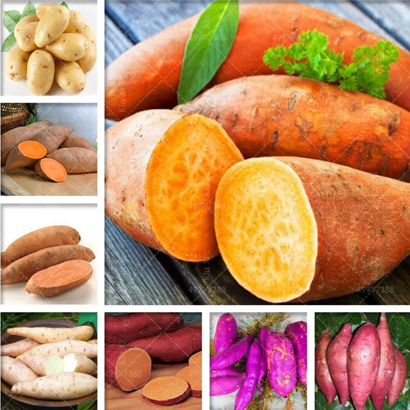 100 Pcs Yellow Potato Bonsai Purple Sweet Potato Delicious Nutrition Green Vegetable Bonsai Home Garden Non-GMO The Best Gift
100 Pcs Yellow Potato Bonsai Purple Sweet Potato Delicious Nutrition Green Vegetable Bonsai Home Garden Non-GMO The Best Gift