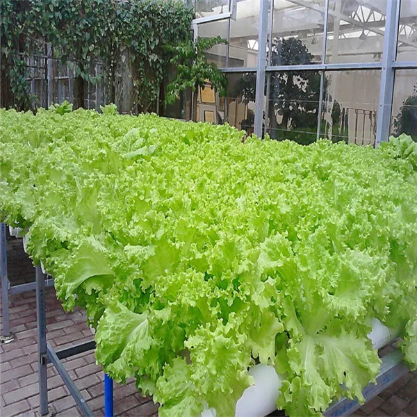 2019 Promotion 100Pcs Outdoor Plants Very Easy Grow Lettuce bonsai Mini Garden Vegetable plants Diy Plant Free shipping
2019 Promotion 100Pcs Outdoor Plants Very Easy Grow Lettuce bonsai Mini Garden Vegetable plants Diy Plant Free shipping