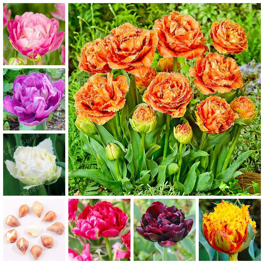 2 Pcs Rare Double Tulip Bulbs Beautiful Garden Tulip Flower Plant For Garden Plants 24 Colors Available Symbolizes Love
2 Pcs Rare Double Tulip Bulbs Beautiful Garden Tulip Flower Plant For Garden Plants 24 Colors Available Symbolizes Love