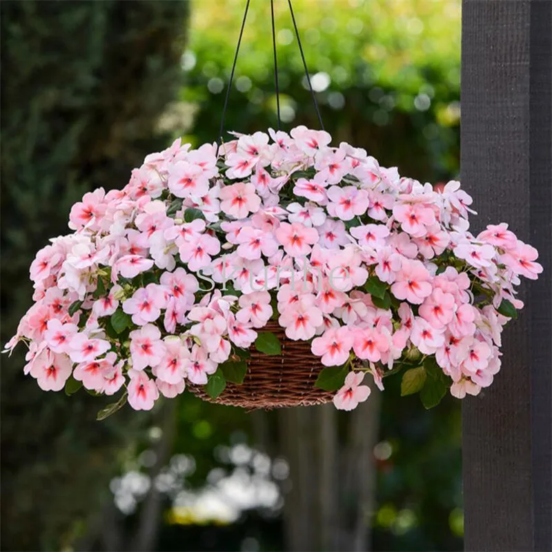 Bonsai African impatiens (Fe NGF Eng line) super ELF XP potted flower 20 police station (fei zhou feng xian)
Bonsai African impatiens (Fe NGF Eng line) super ELF XP potted flower 20 police station (fei zhou feng xian)