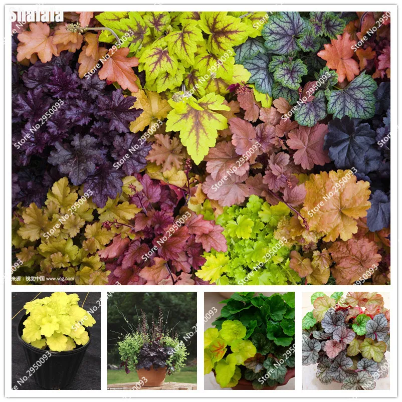 Image New Mixed Type Heuchera Seeds, 100pcs Ornamental Grass Seeds, Potted Plant and  Flower Seed DIY Home Garden