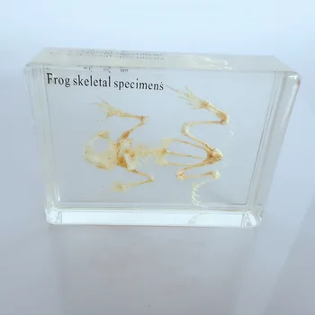 Frog Skeleton Embedded Specimen Resin Real Frog Bones Animal Specimen Models Biological Anatomy Teaching Aids Resin Handicraft
Frog Skeleton Embedded Specimen Resin Real Frog Bones Animal Specimen Models Biological Anatomy Teaching Aids Resin Handicraft