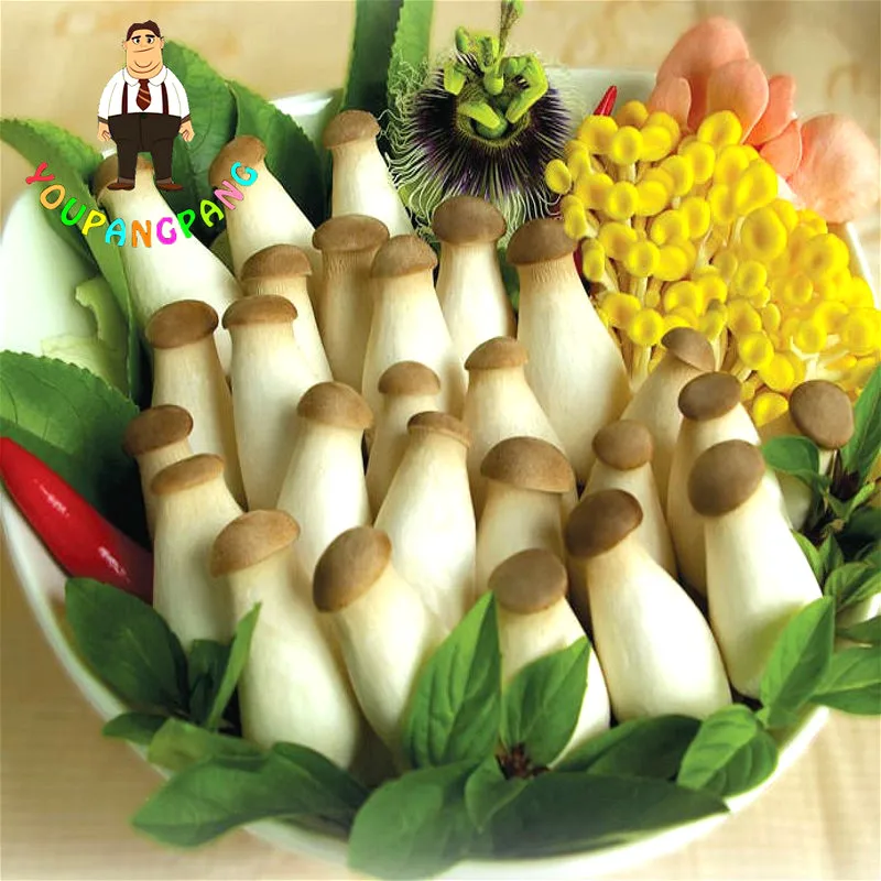 100pcs rare mushroom bonsai, delicious vegetables Mushroom Bonsai plants easy to grow
100pcs rare mushroom bonsai, delicious vegetables Mushroom Bonsai plants easy to grow