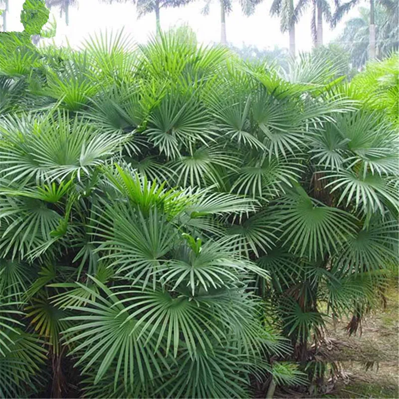 Time-Limit!!100 /pack foliage plant , excelsa sementes bamboo palm, Zongzhu for bonsai
Time-Limit!!100 /pack foliage plant , excelsa sementes bamboo palm, Zongzhu for bonsai