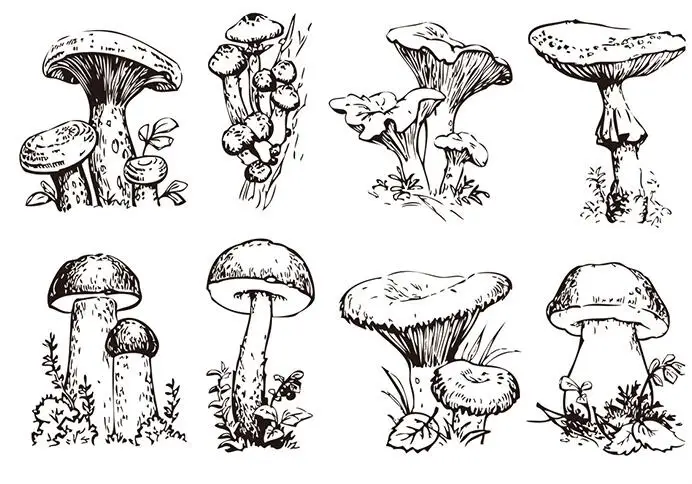 Mushroom Transparent Clear Silicone Stamp Seal DIY Scrapbooking photo Album Decorative Clear Stamp A0726
Mushroom Transparent Clear Silicone Stamp Seal DIY Scrapbooking photo Album Decorative Clear Stamp A0726