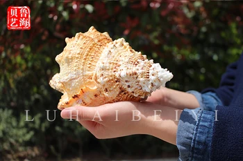 Conch shells Jinkou Rana natural conch conch ornament aquarium landscaping creative home decor accessories style statue
Conch shells Jinkou Rana natural conch conch ornament aquarium landscaping creative home decor accessories style statue