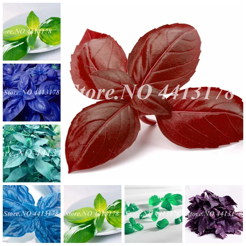 100 Pcs Large Leaf Italian Basil Bonsai Ocimum Basilicum Spice & Medicinal Herb Organic Home Garden Flower Planting Easy to Grow
100 Pcs Large Leaf Italian Basil Bonsai Ocimum Basilicum Spice & Medicinal Herb Organic Home Garden Flower Planting Easy to Grow