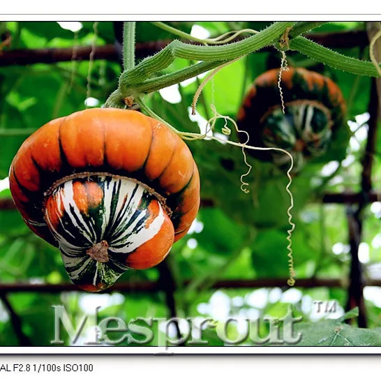 A Bag Pumpkin 10 Pcs Rare Fruit And Vegetable Home Garden Climbing Plants Bonsai Rare Ornamental Gourds Growing Bonsai
A Bag Pumpkin 10 Pcs Rare Fruit And Vegetable Home Garden Climbing Plants Bonsai Rare Ornamental Gourds Growing Bonsai