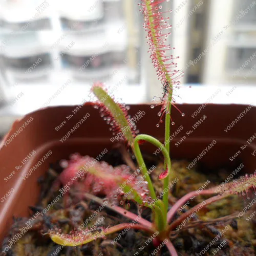 100 Pieces / lot Carnivorous Plants Potted Flycatcher Bonsai Plant Sundew bonsai Drosera Peltata Table bonsai Radiation Protecti
100 Pieces / lot Carnivorous Plants Potted Flycatcher Bonsai Plant Sundew bonsai Drosera Peltata Table bonsai Radiation Protecti