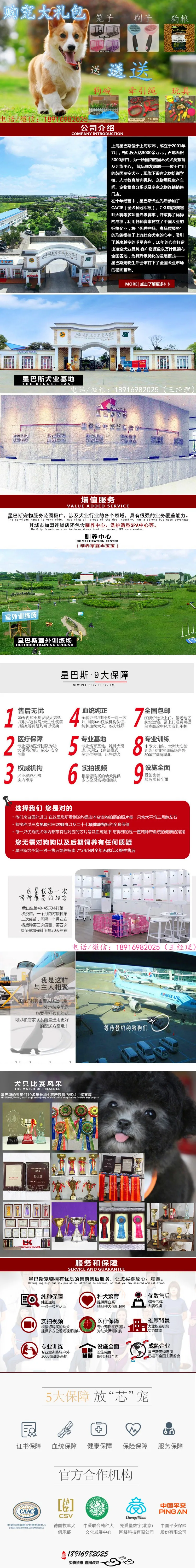 高端纯种西高地幼犬,全国送货包纯种签合同