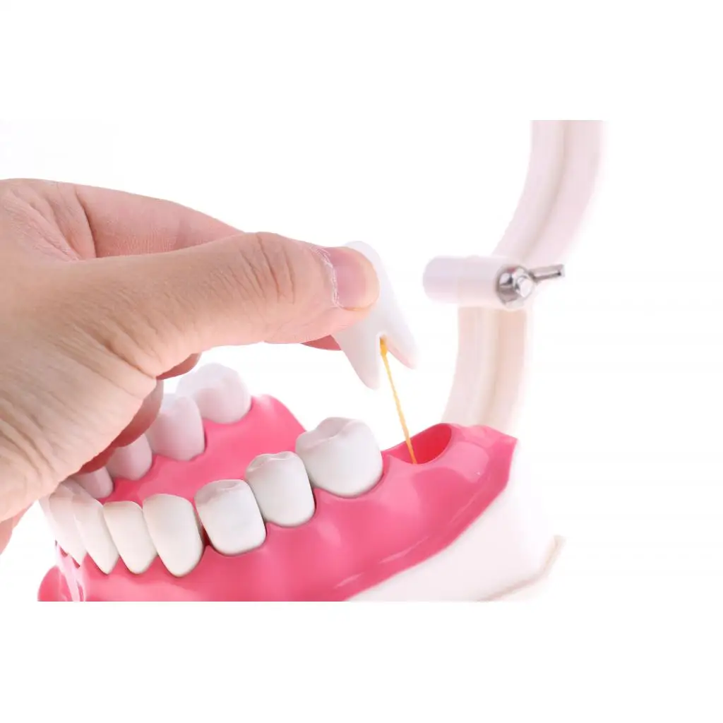 2X Large PVC Human Teeth Model with Removable Lower Teeth School Teeth Teaching Tools Student Children Educational Toy