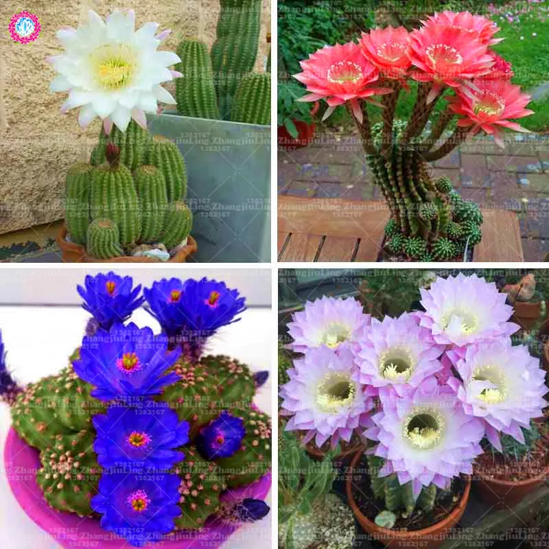 20PCS Giant Succulents bonsai plant Flowering Cactus bonsai Rare Flower plant Garden Potted Plant Family Anti-radiation
20PCS Giant Succulents bonsai plant Flowering Cactus bonsai Rare Flower plant Garden Potted Plant Family Anti-radiation