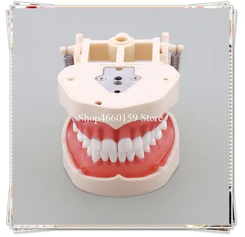 Dental Teeth Model /Spring adjustable teeth model/Standard Teeth Model 32pcs soft Gum M8014
Dental Teeth Model /Spring adjustable teeth model/Standard Teeth Model 32pcs soft Gum M8014