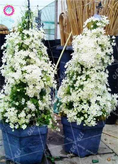 20PCS Rare Bonsai Climbing Jasmine beautiful white flowers Perennial indoor or outdoor pot plants decorated home garden planting
20PCS Rare Bonsai Climbing Jasmine beautiful white flowers Perennial indoor or outdoor pot plants decorated home garden planting