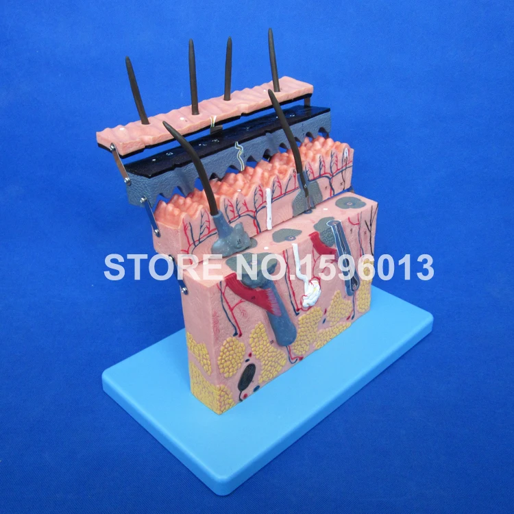 Human Skin Section model,Human Skin Anatomical Model,Skin Layers Plane Model
Human Skin Section model,Human Skin Anatomical Model,Skin Layers Plane Model