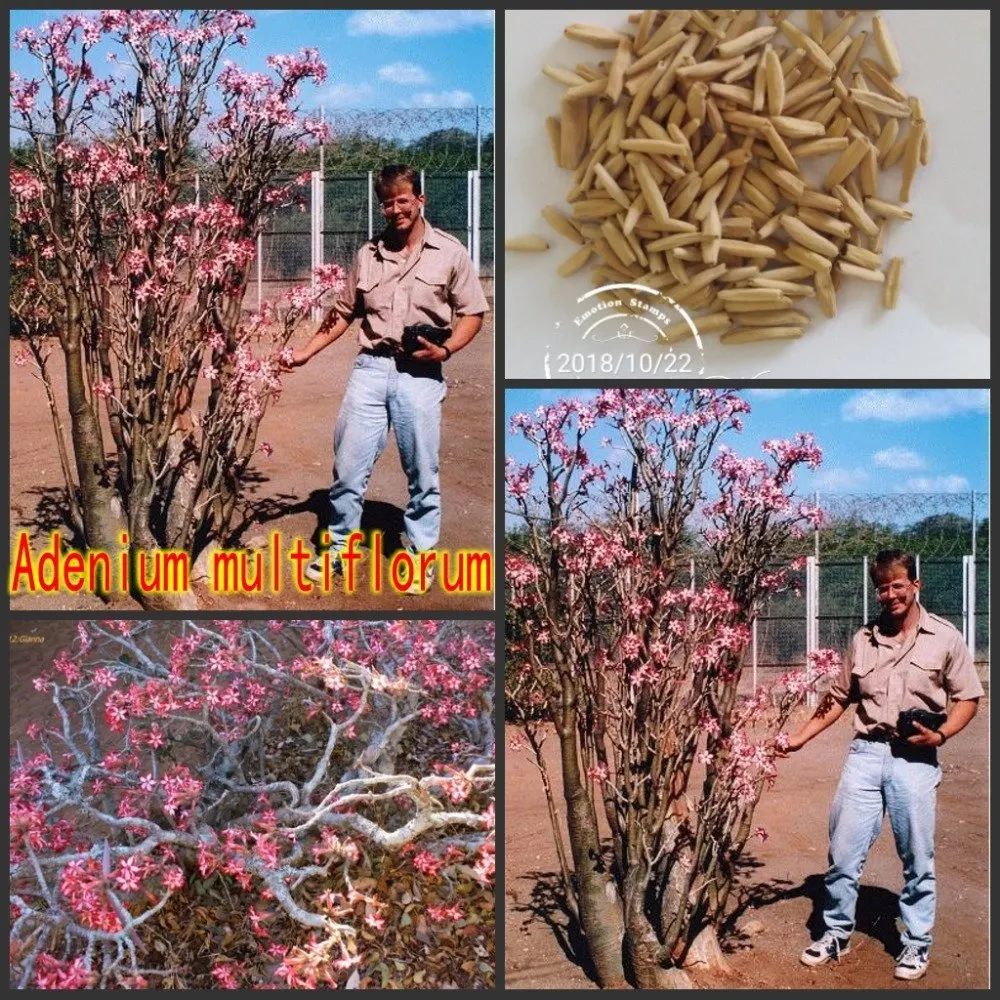 100% Fresh Real " Adenium multiflorum " - Adenium Obesum semillas - Bonsai Desert Rose Flower Plant Sementes
100% Fresh Real " Adenium multiflorum " - Adenium Obesum semillas - Bonsai Desert Rose Flower Plant Sementes