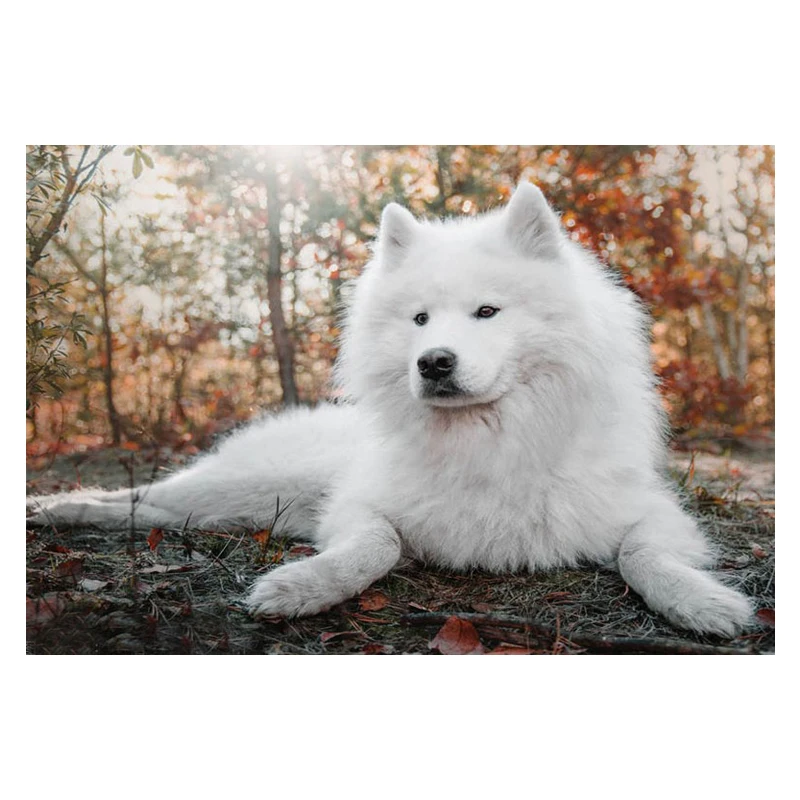 Diamond Embroidery Samoyed Dog picture of Rhinestone Mosaic 5D DIY Diamond Painting Full square /Round Handmade Decor Art FG1119
Diamond Embroidery Samoyed Dog picture of Rhinestone Mosaic 5D DIY Diamond Painting Full square /Round Handmade Decor Art FG1119