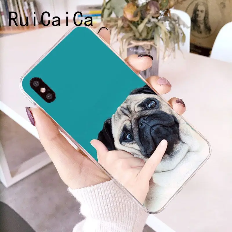Animal Cute Pug Dog