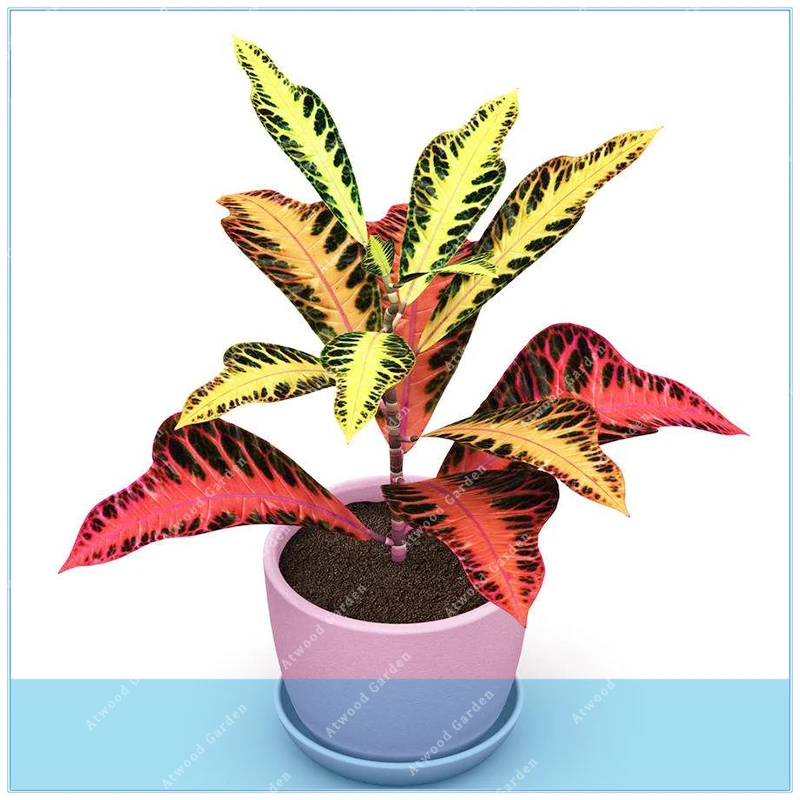 ZLKING 100PCS Codiaeum Variegatum Ornamental Plants The Budding Rate 90% Indoor Outdoor Available DIY Home Gardening
ZLKING 100PCS Codiaeum Variegatum Ornamental Plants The Budding Rate 90% Indoor Outdoor Available DIY Home Gardening