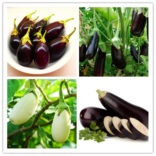 Delicious Vegetable Bonsai, Eggplant, Tomato Bonsai, Non-transgenic Tomato Vegetables - 50 Bonsai Particles
Delicious Vegetable Bonsai, Eggplant, Tomato Bonsai, Non-transgenic Tomato Vegetables - 50 Bonsai Particles